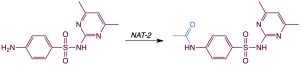 Acetylation of the antibacterial sulfamethazine by NAT-2