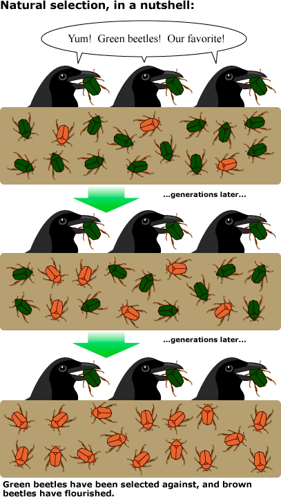 Cartoon showing birds applying selection pressure to beetles