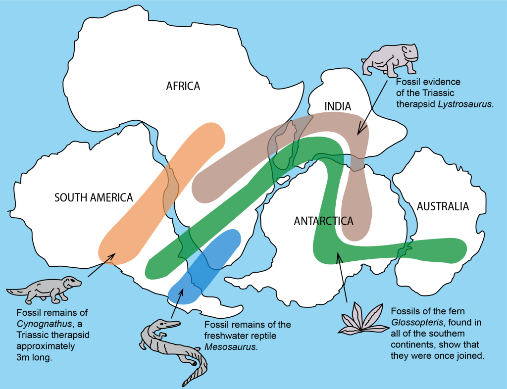 Distribution of selected fossils in the southern continents, supporting the existence of a former supercontinent Gondwana.