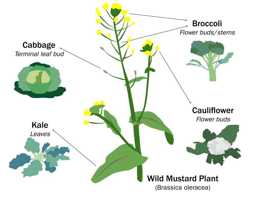 Artificial selection for different characteristics has produced moderne kale, cabbage, broccoli and cauliflower from a common ancestor.