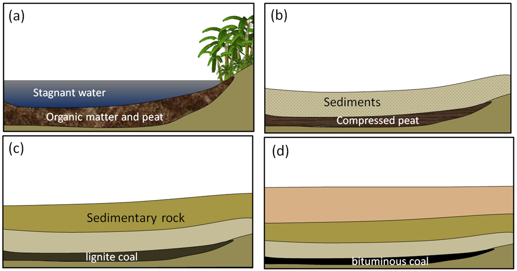 Figure 5.4.7: Formation of coal: (a) accumulation of organic matter within a swampy area; (b) the organic matter is covered and compressed by deposition of a new layer of clastic sediments; (c) with greater burial, lignite coal forms; and (d) at even greater depths, bituminous and eventually anthracite coal form.