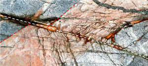 Figure 10.3.2:  A fault (white dashed line) in intrusive rocks on Quadra Island, B.C. The pink dyke has been offset by the fault and the extent of the offset is shown by the white arrow (approximately 10 centimetres). Because the far side of the fault has moved to the right, this is a right-lateral fault. If the photo were taken from the other side, the fault would still appear to have a right-lateral offset.