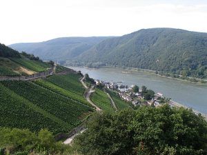Weinberge im Rheingau