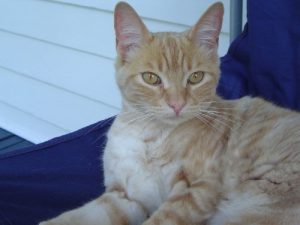 light orange cat