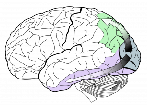 image of the brain showing the 'what' and 'where' pathways of visual processing