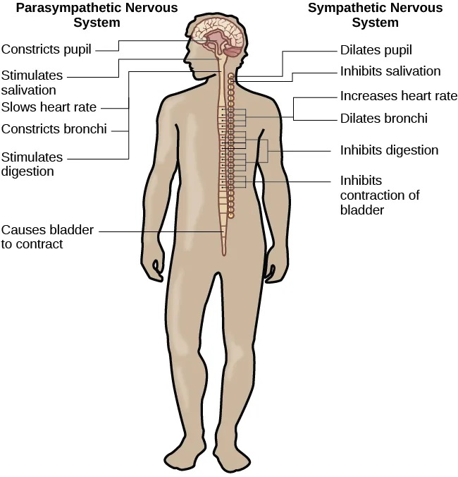 A diagram of a human body lists the different functions of the sympathetic and parasympathetic nervous system. The parasympathetic system can constrict pupils, stimulate salivation, slow heart rate, constrict bronchi, stimulate digestion, stimulate bile secretion, and cause the bladder to contract. The sympathetic nervous system can dilate pupils, inhibit salivation, increase heart rate, dilate bronchi, inhibit digestion, stimulate the breakdown of glycogen, stimulate secretion of adrenaline and noradrenaline, and inhibit contraction of the bladder.