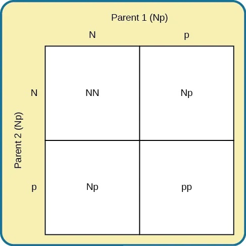 A Punnett square shows the four possible combinations (NN, Np, Np, pp) resulting from the pairing of two Np parents.