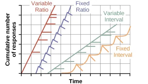 A graph has an x-axis labeled “Time” and a y-axis labeled “Cumulative number of responses.” Two lines labeled “Variable Ratio” and “Fixed Ratio” have similar, steep slopes. The variable ratio line remains straight and is marked in random points where reinforcement occurs. The fixed ratio line has consistently spaced marks indicating where reinforcement has occurred, but after each reinforcement, there is a small drop in the line before it resumes its overall slope. Two lines labeled “Variable Interval” and “Fixed Interval” have similar slopes at roughly a 45-degree angle. The variable interval line remains straight and is marked in random points where reinforcement occurs. The fixed interval line has consistently spaced marks indicating where reinforcement has occurred, but after each reinforcement, there is a drop in the line.