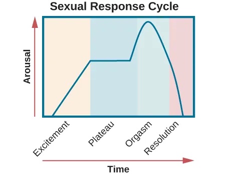 A graph titled “Sexual response cycle” has an x-axis labeled “time” and a y-axis labeled “arousal.” Four phases are depicted. In the “excitement” phase the arousal level increases from the bottom to midway on the graph. In the “plateau” phase the arousal level remains mostly steady at the midpoint of the graph and then begins to rise at the end of the plateau phase. At the “orgasm” phase, the arousal level sharply increases, peaks at the top of the graph, and then declines to the midway point. In the “resolution” phase the graph drops from the midway point to the bottom.