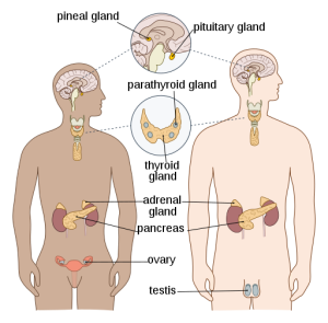 gland within the body