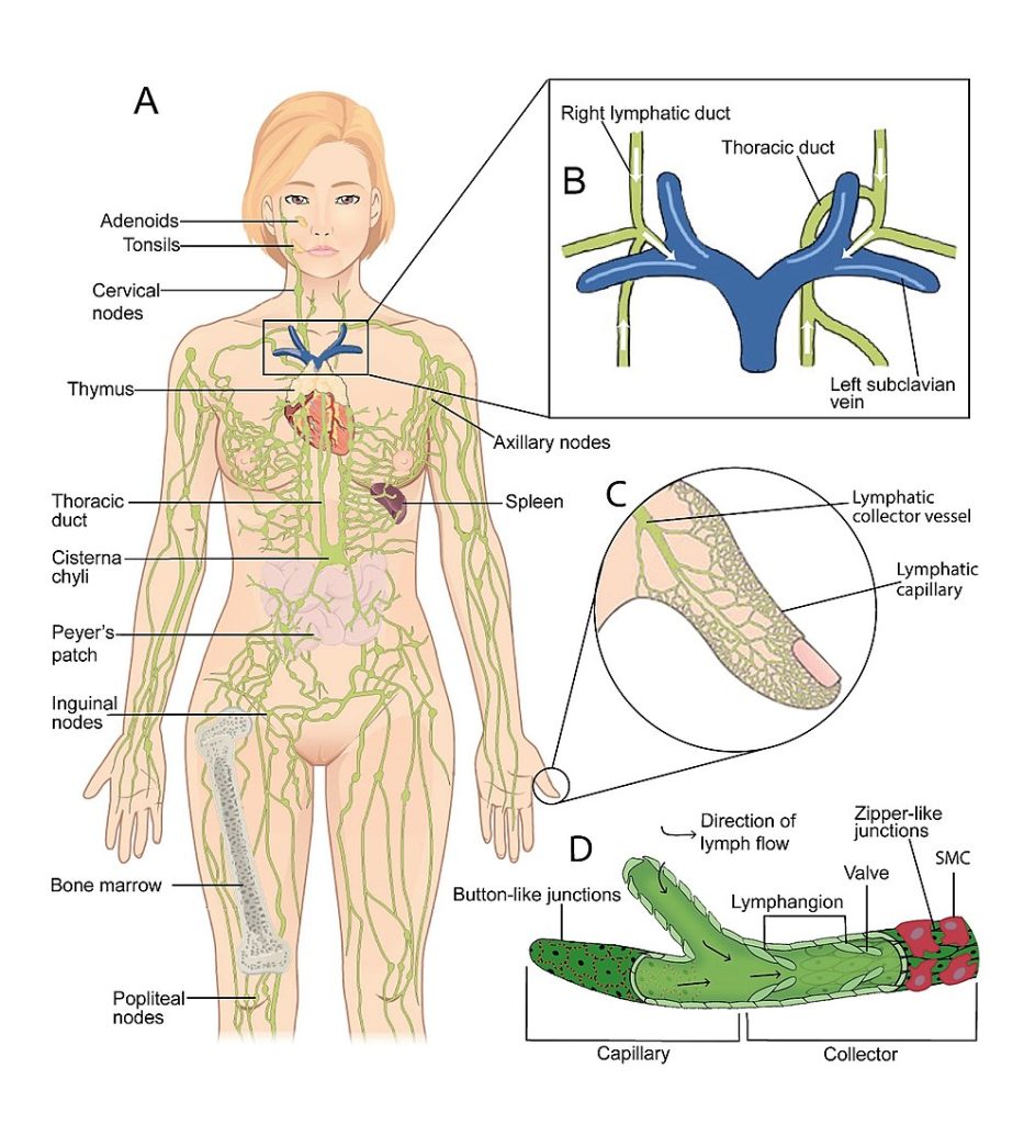 67 Lymphatic System The Language Of Medical Terminology