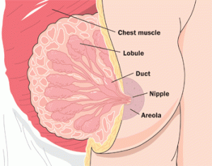 parts of the breast