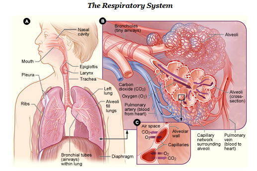 overview of the respiratory system