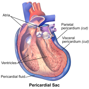 image of pericardial sac