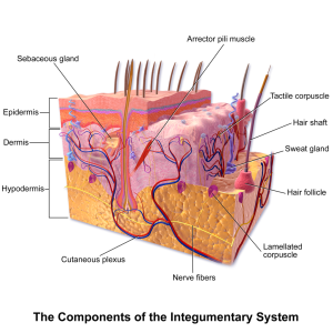  Integumentary System – The Language of Medical Terminology