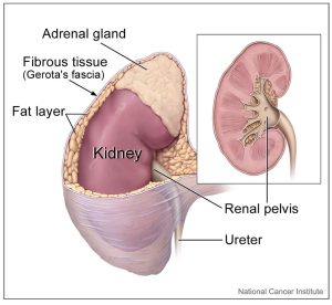 location of the adrenal gland