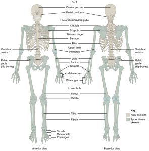 musculoskeletal system