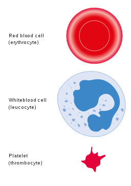 red blood cell, white blood cell and platelet cell