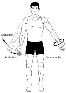 image shows  abduction and adduction