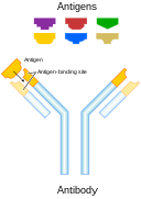 antigen and antibody image
