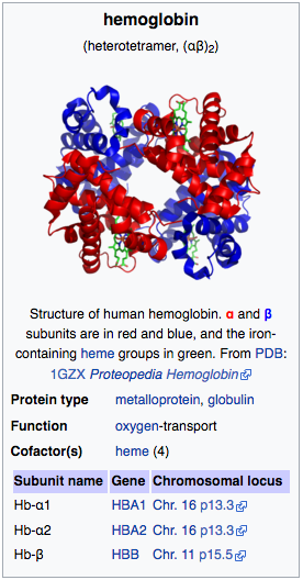 image of hemoglobin structure