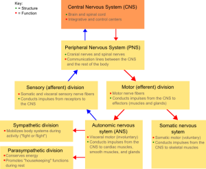 overall picture of the nervous system and its components