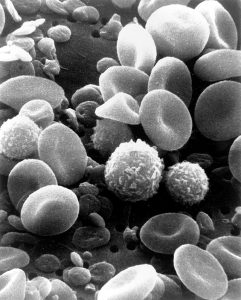different types of blood cells.