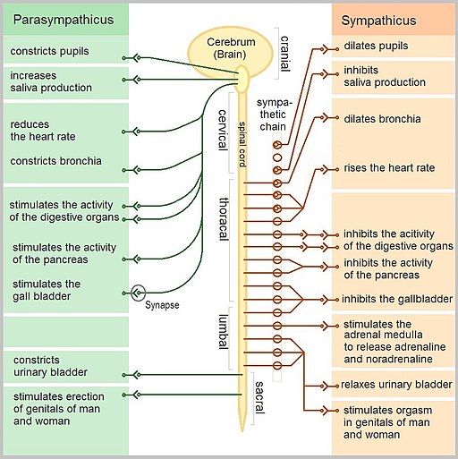 shows how the sympathetic and parasympathetic nervous systems work within the body