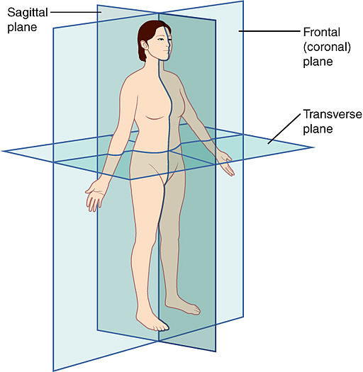 image of the 3 planes of the body