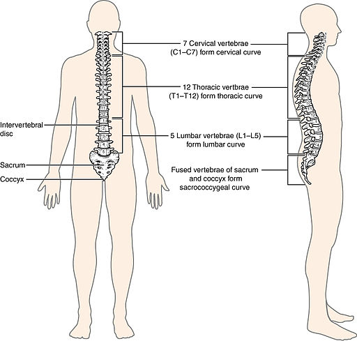 image of the divisions within the spine