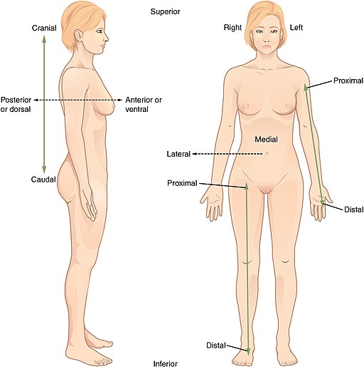 positioning of body with terms related to each