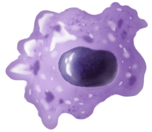 image of a macrophage