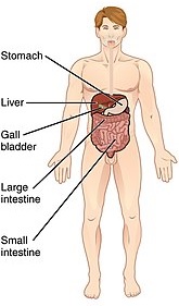 Digestive System