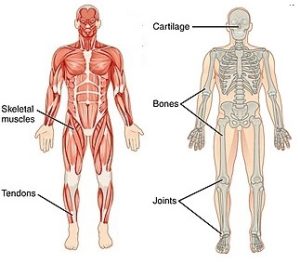 Musculoskeletal System