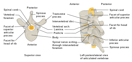 image of labeled vertebra