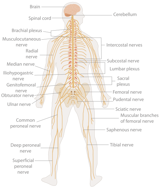 Labelled diagram depicting the various components of the nervous sytem in the human body