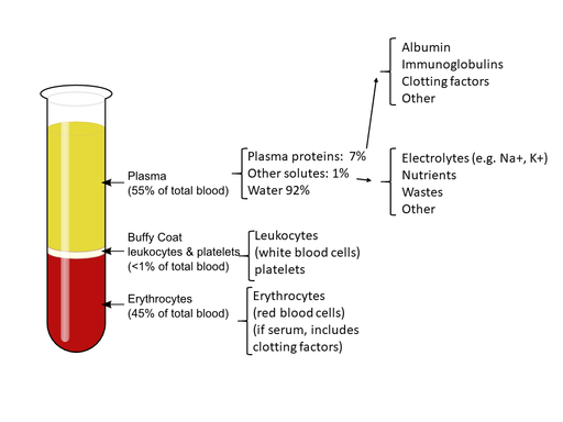 Labelled illustration of the components of blood with a test tube where plasma is represented in yellow as 55 % of total blood, buffy coat in white as a 1% of total blood and erythrocytes in red as 45% of total blood