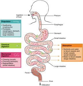 labelled diagram showing the digestive process, including propulsion, chemical digestion, mechanical digestion, absorption and defecation