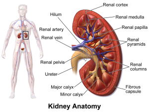 Crosssection of kidney illustration of kidney anatomy, inlcuding the renal cortex, renal medulla, renal papilla, renal pyramids, renal columns, fibrous capsule, minor calyx, major calyx, ureter, renal pelvis, renal vein, renal artery and hilum
