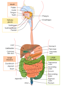 Digestive system diagram that shows major components of the mouth, the salivary glands, the small intestine and the large intestine. Also includes the pharynx, esophagus, liver, gallbladder, common bile duct, stomach pancreas and pancreatic duct