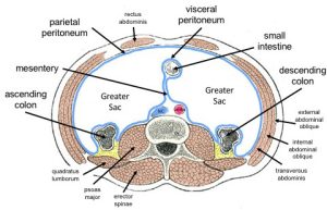 General distribution of the peritoneum major components include the visceral peritoneum, small intestine, descending colon, ascending colon, mesentery and parietal peritoneum