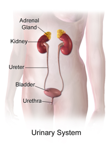 Urinary system including the adrenal grland, kidney, ureter, bladder and urethra
