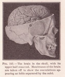 cutaway of the upper half of the skull showing the brain