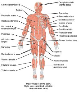 overview of all the muscles in the body; right side of diagram is superficial and the left side is deep, anterior view