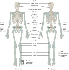 Labelled diagram showing the anterior and posterior views of bones of the human body