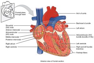 Labelled illustration of the anterior view of the frontal section of the heart showing the conduction system of the heart