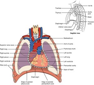Labelled diagram showing the heart position in the thorax