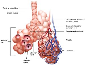 Detailed illustration of the respiratory zone, including the terminal bronchiole, respiratory bronchiole, alveolus, alveolar duct, alveolar pores and alveolar sac etc.