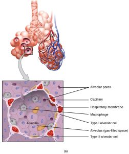 Structures of the respiratory zone including a close up of the alveolus with labelled alveolar pores, capillary, respiratory membrane, macrophage, type I alveolar cell, and type II alveolar cell