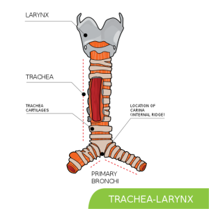 Labelled diagram of the trachea-larynx including trachea cartilages, primary bronchi and location of carina (internal ridge)
